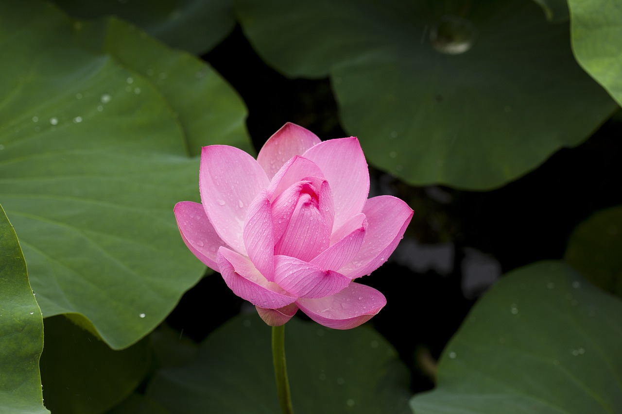 lotus, flower, beautiful flowers-614421.jpg